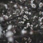白い梅の花が咲いた枝