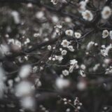 白い梅の花が咲いた枝