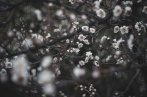 白い梅の花が咲いた枝