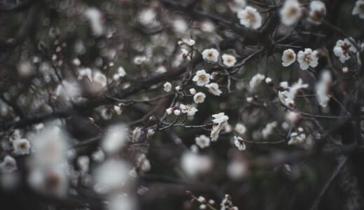 梅は鉢で育てられる？棒苗の切り詰めと受粉樹｜実がなる鉢植えの育て方