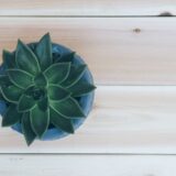 多肉植物の育て方