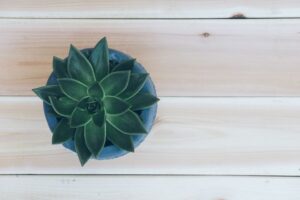 多肉植物の育て方