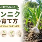 ニンニクの育て方