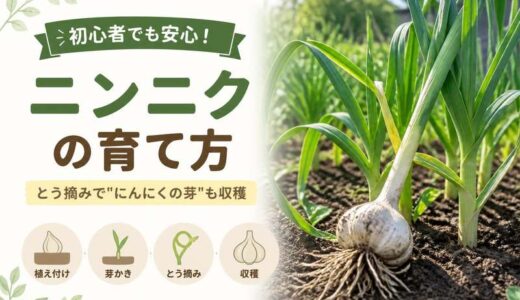 ニンニクの育て方｜とう摘みで「にんにくの芽」も収穫できる秋植えの基本