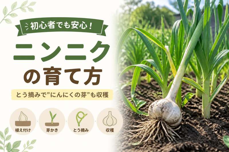 ニンニクの育て方