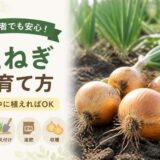 玉ねぎの育て方