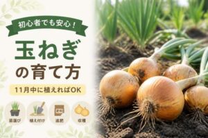 玉ねぎの育て方