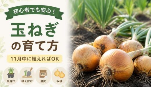 タマネギの育て方｜苗の太さで失敗が決まる秋植えの基本とコツ