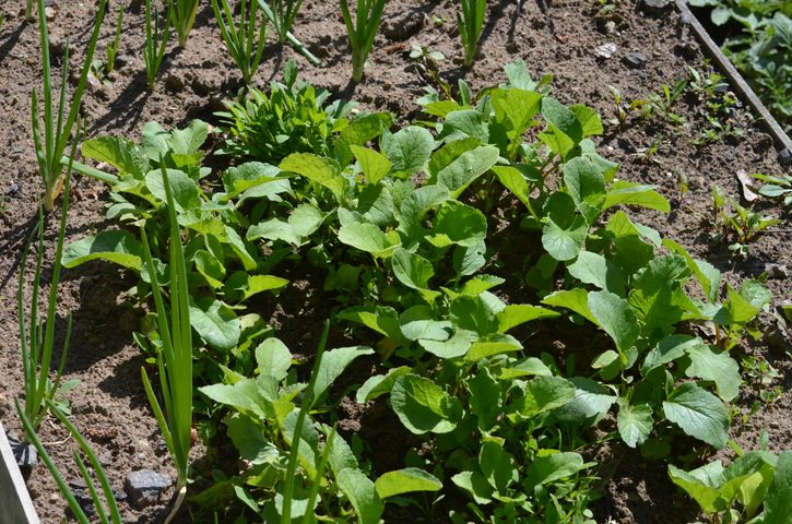畝で育つ若い葉物野菜