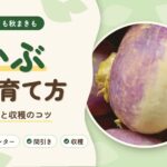 かぶの育て方