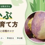 かぶの育て方