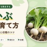 かぶの育て方