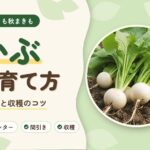 かぶの育て方