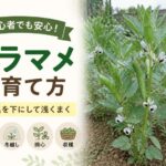 ソラマメの育て方