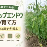 スナップエンドウの育て方