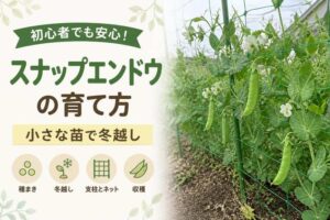 スナップエンドウの育て方