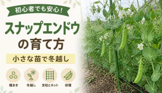スナップエンドウの育て方｜秋まきは小さな苗で冬越し。春は支柱とネットで支える