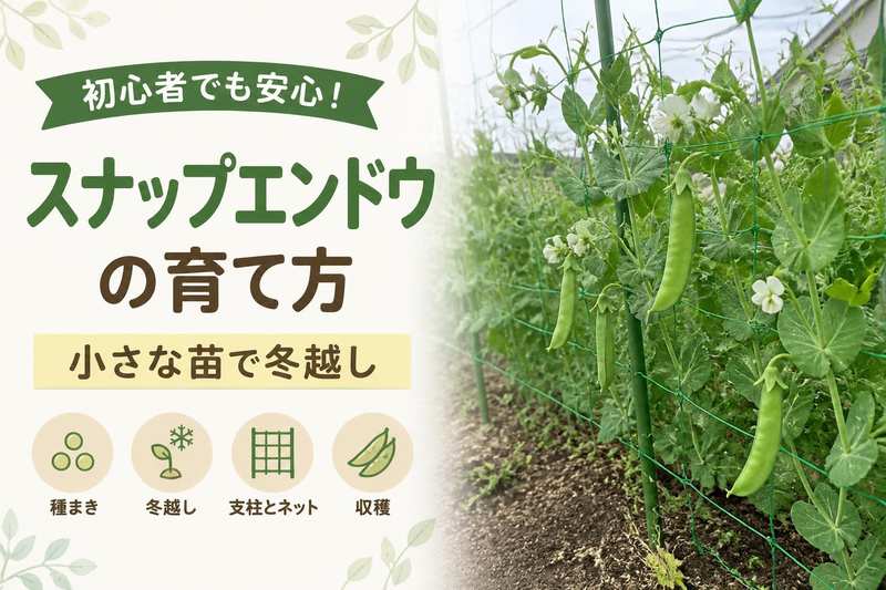 スナップエンドウの育て方
