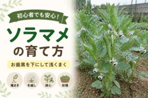 ソラマメの育て方