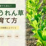 ほうれん草の育て方