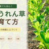 ほうれん草の育て方