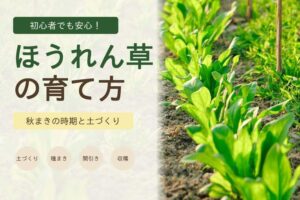 ほうれん草の育て方