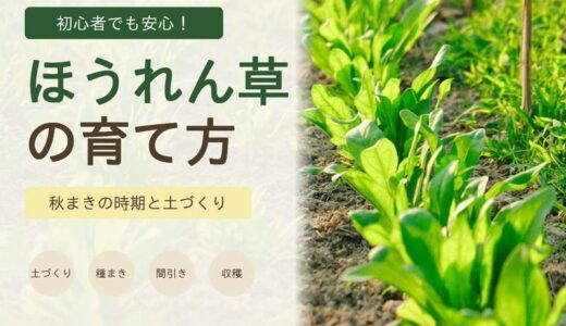 ほうれん草の育て方｜秋まきの時期・土づくり・発芽しない原因