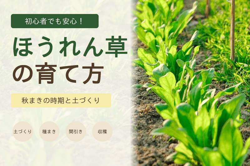 ほうれん草の育て方