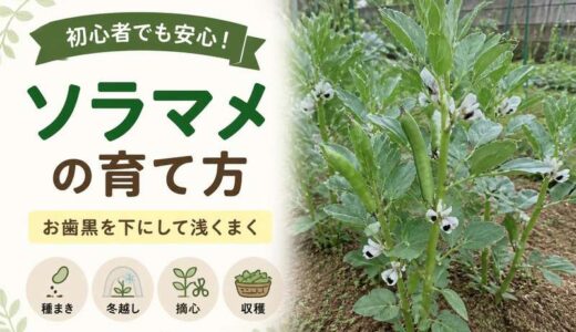 ソラマメの育て方｜お歯黒を下にして浅くまくのがコツ。秋まき・冬越し・摘心まで