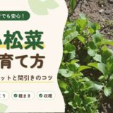 小松菜の育て方