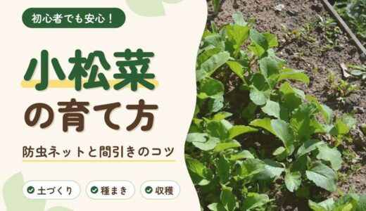 小松菜の育て方｜秋まきの時期・防虫ネット・間引きのコツ