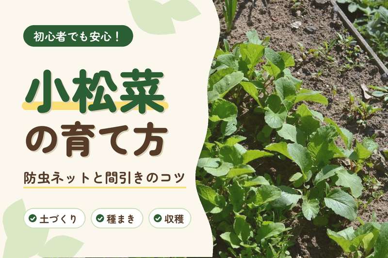 小松菜の育て方