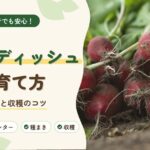 ラディッシュの育て方