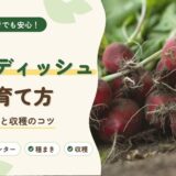 ラディッシュの育て方