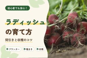 ラディッシュの育て方