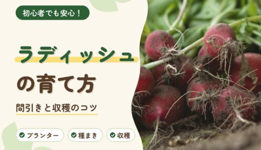 ラディッシュの育て方｜秋まきの時期・間引き・割れずに育てるコツ