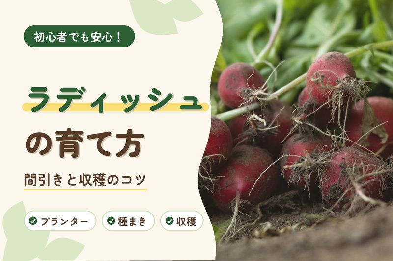 ラディッシュの育て方
