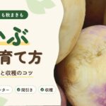 かぶの育て方
