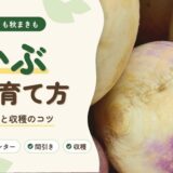 かぶの育て方