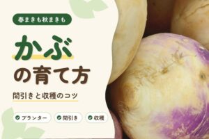 かぶの育て方