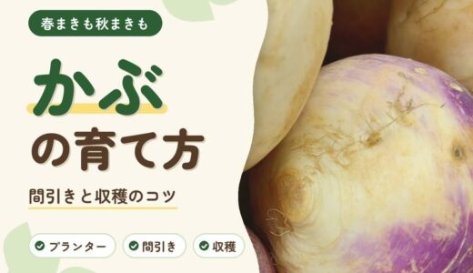 かぶの育て方｜春と秋に種まきできる小かぶ。間引き・水やり・割れを防ぐコツ