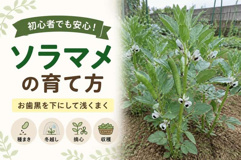 ソラマメの育て方